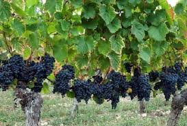 Check spelling or type a new query. Karakteristik Bentuk Bentuk Daun Anggur Berdasarkan Varietasnya