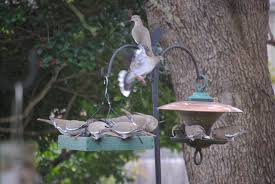 Free bluebird house plans with video instruction. Backyard Birds A Convention Of White Winged Doves Millard Fillmore S Bathtub