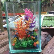 Paket Aquarium Soliter Cupang Soliter Ikan Cupang Soliter Murah Aquarium Murah Soliter Selfi Shopee Indonesia
