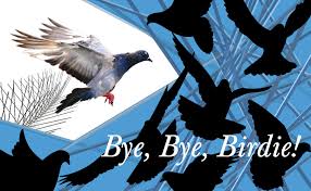 Read mitre 10's diy guide on how to build a fence, featuring advice on wooden fence designs pour the concrete around the posts carefully. Amazon Com Bird X Sts 10 R Regular Width 6 Inch Stainless Steel Bird Spikes Metal Roof Guard Pigeon Prevention Rodent Deterrent Animal And Pest Control Supplies 10 Feet Industrial Scientific