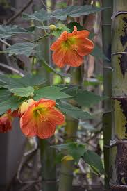 Image result for Abutilon