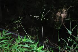 Image result for Arthraxon