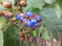 Image result for Maesobotrya floribunda