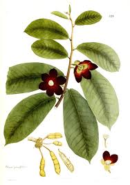 Image result for Uvaria angolensis