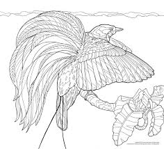 40 top bird coloring pages. Coloring Pages For Birding Enthusiasts Princeton University Press