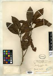 Image result for Synsepalum revolutum