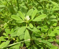 Image result for Trigonella anguina