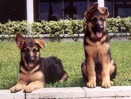 However, this courageous and dependable dog. German Shepherd Puppies New Funny Pet Pictures Dogs Cats Birds Hamsters And More German Shepherd Puppies German Shepherd Breeders Shepherd Puppies