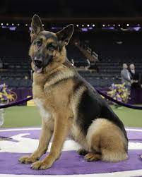 Companionship comes in many forms, but none better than a loyal dog. German Shepherd From Wisconsin Wins Best In Show At Westminster Mpr News