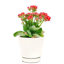 Image result for Kalanchoe dyeri