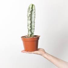 Image result for Emilia abyssinica