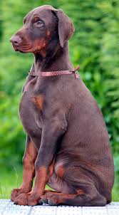 These doberman pinscher puppies located in texas come from different cities, including, the colony, stephenville, livingston, lipan, kingsville fawn dobermans for sale fawn male doberman pups for sale, $250. Doberman Puppies For Sale Doberman Puppies For Sale Doberman Puppy Doberman Pinscher