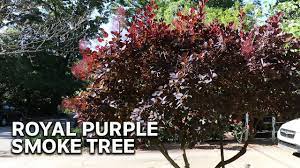 Maybe you would like to learn more about one of these? All About Royal Purple Smoke Tree Youtube