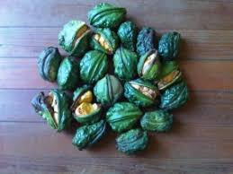 Image result for Cola natalensis