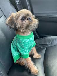 Iggy the brussels griffon has quite a tense of fashion and he shows off his trendy hairstyles on instagram. My First Haircut Dapper Af Brusselsgriffon