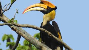 A bird with a large, curved, often brightly coloured beak, found in tropical and subtropical…. Flight Of The Magnificent Hornbills Roundglass Sustain