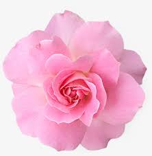Find over 100+ of the best free pink flower images. Pink Rose Clipart Png Tumblr Pink Flower Png Transparent Png Image Transparent Png Free Download On Seekpng