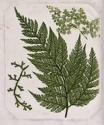 Image result for Adiantaceae