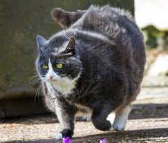 Cat Obesity Learn About Identification Treatment And