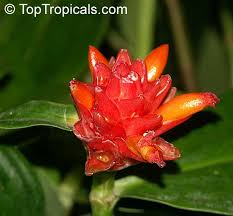 Image result for Renealmia