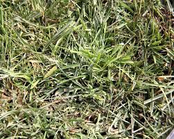 Zoysia grass thrives in the heat and is capable of growing in challenging soil conditions. Pin On Outdoors