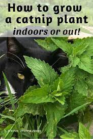 Grow Your Own Catnip Catnip Plant Natural Pet Care Growing Catnip