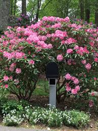 We did not find results for: Why You Should Grow Rhododendrons B B Barns Garden Center Landscape Services