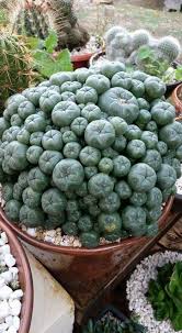 You will just have to keep cutting grass you see and hope a mushroom spawns which you can see one that you can cut as a tiny spot. Pin By Maria Schutt On Sacculants Succulents Cactus Fruit