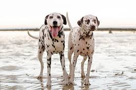 Maybe you would like to learn more about one of these? Five Things You Need To Know Before Starting A Pet Photography Business