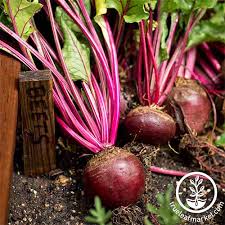 The Best Beet Varieties To Plant This Season Gardeners Path