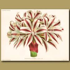 Image result for Crinum stuhlmannii