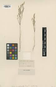 Image result for Aristida stenostachya