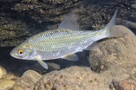 Image result for Dichilus