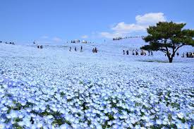 死ぬまでに1度は行ってみたい 日本の絶景 秘境100選 ページ 4 10 wondertrip ワンダートリップ ひたち海浜公園 国営ひたち海浜公園 日本旅行