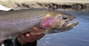Trout Identification Of Rainbow Trout Brown Trout Brook Trout Cutthroat Trout Fly Fishing Basics Cutthroat Trout Fish