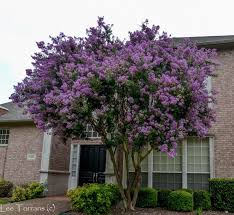 Flowering Trees In Texas Plant Now An Overview Crape Myrtle Trees To Plant Lawn And Landscape