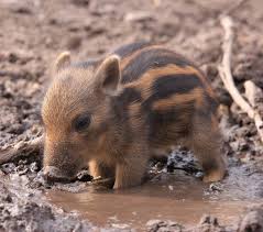 Land Of Cuteness On Twitter Cute Animals Cute Baby Animals Animals