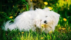 We offer compassionate, quality veterinary care while striving to form long lasting relationships with its patients and pet owners. Dog Honking And Reverse Sneezing What You Need To Know Dogtime Dog Allergies Dogs Pets