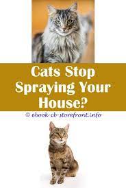 17 Inspiring Cat Spraying Remover Home Remedies Cat Repellant Male Cat Spraying Cat Spray