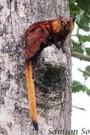 Red Giant Flying Squirrel Petaurista Petaurista Borneo Flying Squirrel Weird Animals Unusual Animals