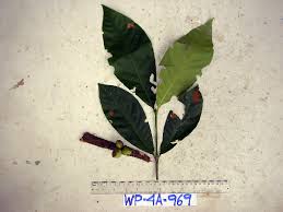 Image result for Anthospermum vallicola