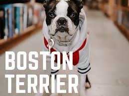 Maybe you would like to learn more about one of these? Boston Terrier Colors All About The Breed Pethelpful