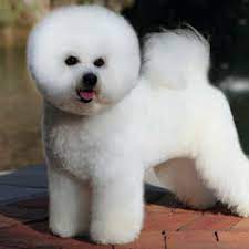 Bichon Frise Grooming, Bathing And Care | Espree