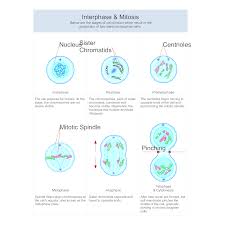 Mitosis Diagram