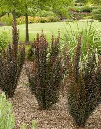 1.5 feet apart for solid hedges, 4 feet or more apart for space between plants. Helmond Pillar Barberry Berberis Thunbergii Landscape Shrubs