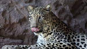 #alula mountains were once the home to the now critically endangered #arabian_leopard. Sharjah Breeding Centre Saves Arabian Leopard From Brink Of Extinction The National