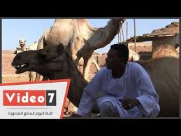 مش كل جمل يتقال عليه جمل تعرف على طريقة تحديد سن الإبل Youtube
