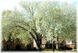 In fact, pear trees are famous for their ornamental beauty, whether they produce fruit or not. Information About Bradford Pear Trees With Pictures Dengarden