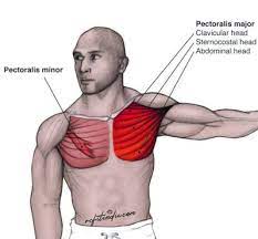 The pectoralis major muscles (also known as the pecs) are located on the front of the rib cage, and form the major muscles of the chest. Chest Anatomy Overview 3 Best Chest Workout Why My Chest Won T Grow