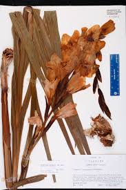 Image result for Gladiolus dalenii